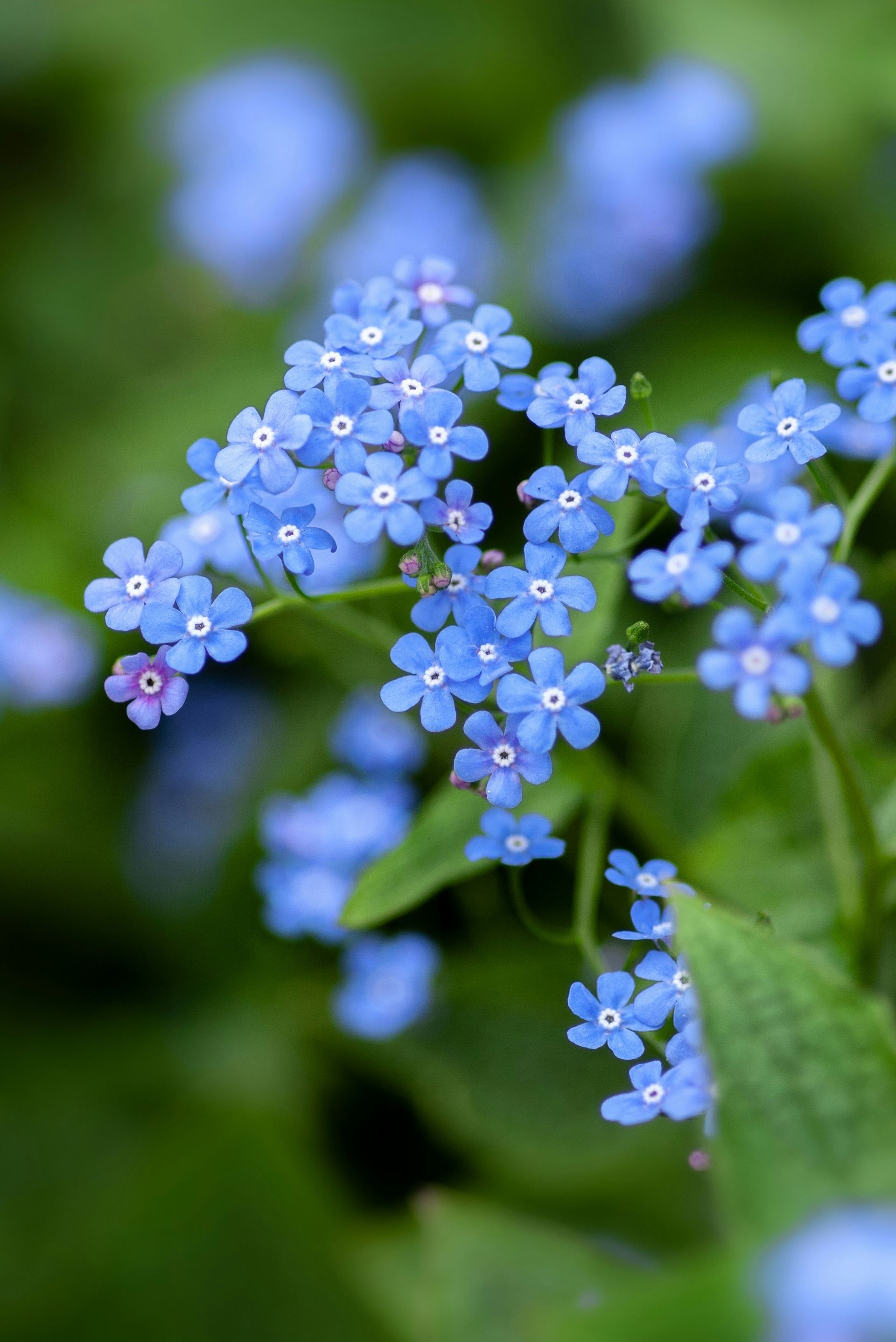 forgetmenot